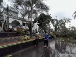 Hujan Deras Disertai Angin, Sejumlah Pohon Tumbang di Pandeglang