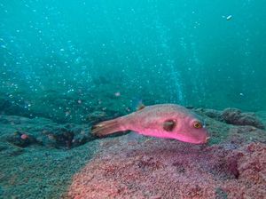 Darah Terlihat Berwarna Hijau saat Berada di Kedalaman Laut, Kok Bisa?