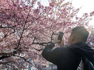 Pesan Kemenparekraf Terkait WNI Diduga Rusak Sakura di Jepang