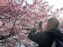 Pesan Kemenparekraf Terkait WNI Diduga Rusak Sakura di Jepang