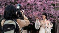Saat Bunga Sakura di Jepang Mekar Lebih Cepat dari Biasanya
