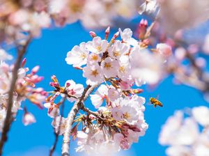 Bus Khusus Anjing Suguhkan Pemandangan Bunga Sakura di Jepang