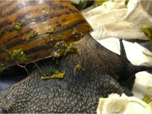 Siput Berkeliaran Makan Daun Tanaman Hias Kesayangan Kamu? Begini Cara Usirnya