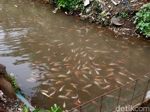 Ngalam Mbois: Rumah Nyaman bagi Ribuan Ikan Nila di Sungai Kebonsari