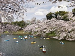 Ada Cara Baru Nikmati Sakura di Penjuru Tokyo, dengan Taksi Tur
