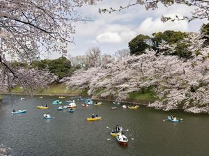 Ada Cara Baru Nikmati Sakura di Penjuru Tokyo, dengan Taksi Tur Ada Cara Baru Nikmati Sakura di Penjuru Tokyo, dengan Taksi Tur