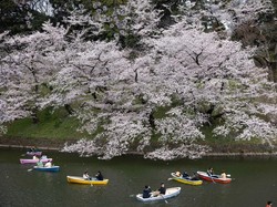 Jepang Rilis Waktu Sakura Mekar 2026, Siap-siap Pesan Tiket Pesawat