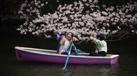 Asyiknya Warga Jepang Kayuh Perahu di Bawah Pohon Sakura yang Mekar