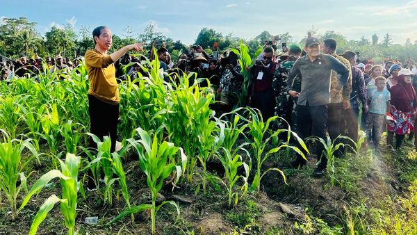 Bareng Prabowo, Jokowi Cek Food Estate di Keerom Papua