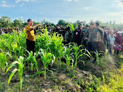 Bareng Prabowo, Jokowi Cek Food Estate di Keerom Papua