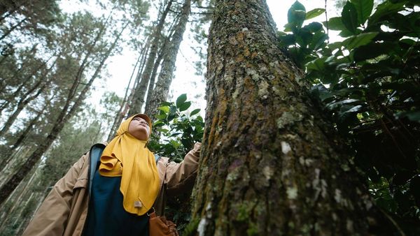 Hari Hutan Internasional 2023, Yuk Jaga Kelestariannya