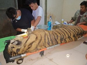 Kabar Duka dari Barumun! Harimau Sumatera Dewi Siundul Mati Kabar Duka dari Barumun! Harimau Sumatera Dewi Siundul Mati