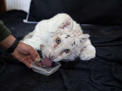 Kasihan, Anak Harimau Putih Ini Ditemukan di Tempat Sampah