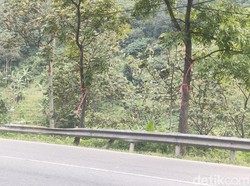 Lenyapnya Spanduk Ridwan Kamil Moal Dipilih Deui di Garut