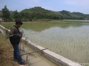 Ribuan Hektare Sawah di Kudus Masih Terendam Banjir, 680 Ha Gagal Panen