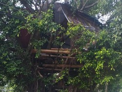 Rumah Pohon di Depan Masjid Al Ikhlas Kota Malang Dibongkar Satpol PP