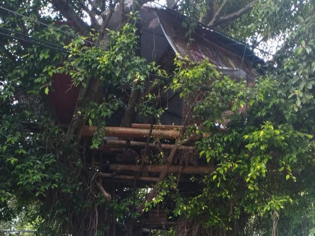 Rumah Pohon di Depan Masjid Al Ikhlas Kota Malang Dibongkar Satpol PP Rumah Pohon di Depan Masjid Al Ikhlas Kota Malang Dibongkar Satpol PP