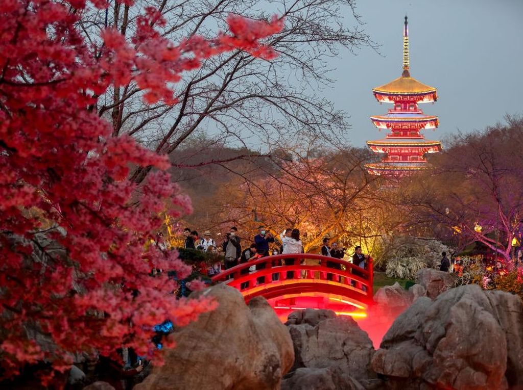 Sensasi Tur Malam di Taman Bunga Sakura Wuhan