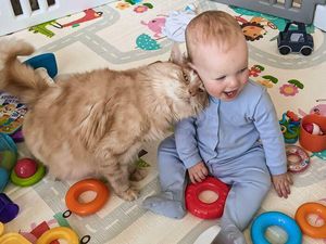Apakah Gigitan Kucing Berbahaya? Ini Faktanya Apakah Gigitan Kucing Berbahaya? Ini Faktanya