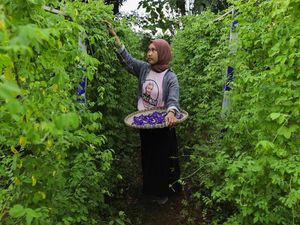 Srikandi Ganjar Ajak Warga Sulsel Ciptakan Peluang Usaha dari Kombucha