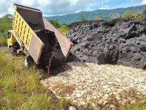 BKSDA Cek Peternakan, Tak Ada Laporan Wabah Ayam Mati BKSDA Cek Peternakan, Tak Ada Laporan Wabah Ayam Mati