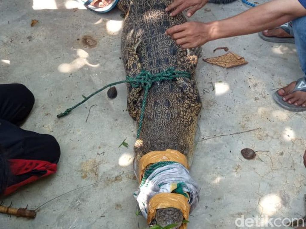 Seminggu Bikin Panik Warga, Seekor Buaya Muara di Padang Dievakuasi Seminggu Bikin Panik Warga, Seekor Buaya Muara di Padang Dievakuasi