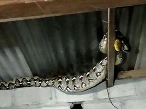 Hiii, Piton 2,5 Meter Nangkring di Usuk Rumah Warga Boyolali