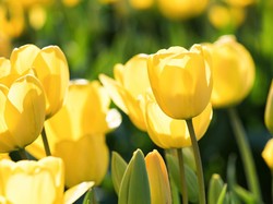 7 Makna Bunga Tulip Berdasarkan Warnanya, Jangan Salah Pilih!