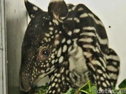 Bayi Tapir Imut Diselamatkan Warga dari Lubang di Riau, Ini Penampakannya