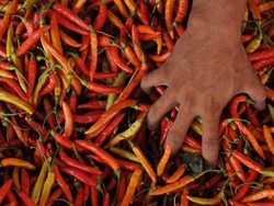 Hari Ketiga Ramadan, Harga Ayam hingga Cabai Merangkak Naik