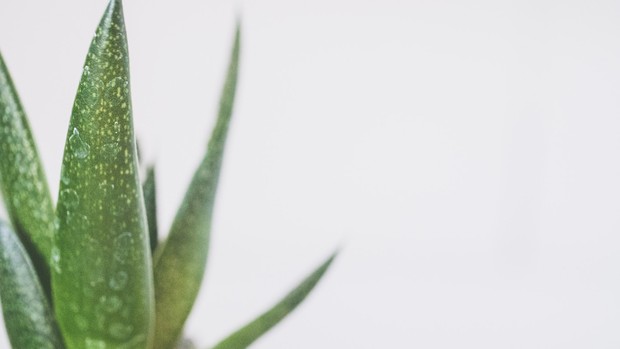 Lidah buaya berkhasiat memperbaiki sel kulit yang rusak/Foto: pexels.com/Jessica Lewis Creative bahan masker wajah alami adalah lidah buaya atau aloe vera
