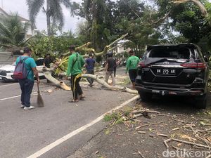 2 Mobil Pengunjung RS Stella Maris Medan Rusak Tertimpa Pohon 2 Mobil Pengunjung RS Stella Maris Medan Rusak Tertimpa Pohon