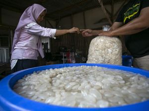 Pohon Aren Kian Langka, Produsen Kolang-kaling Magelang Kesulitan Bahan Baku