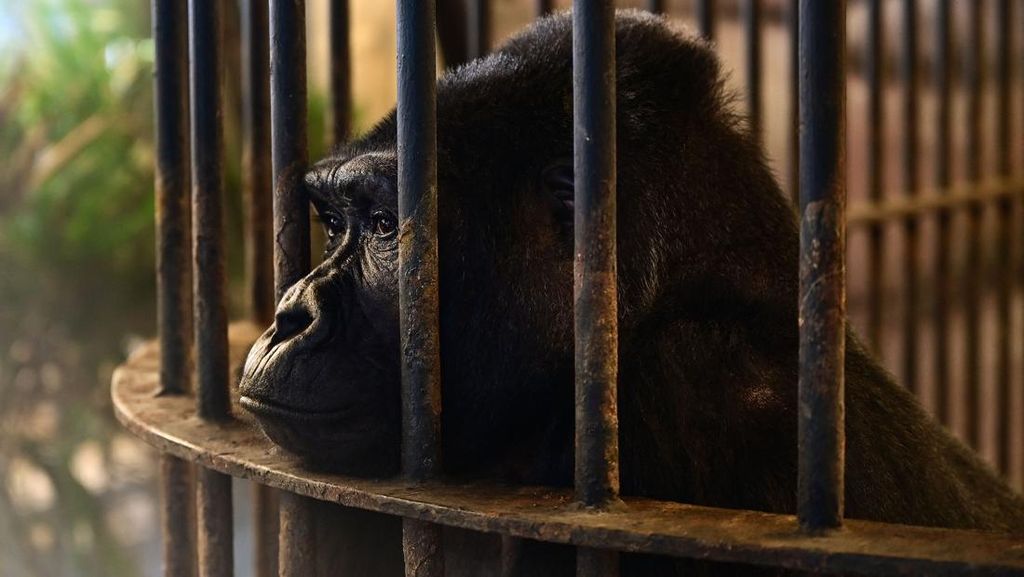 Potret Gorila Paling Kesepian di Dunia, Terkurung 34 Tahun di Mal Bangkok