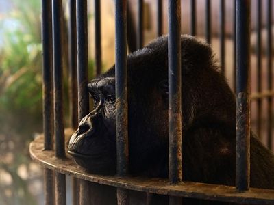 Potret Gorila Paling Kesepian di Dunia, Terkurung 34 Tahun di Mal Bangkok