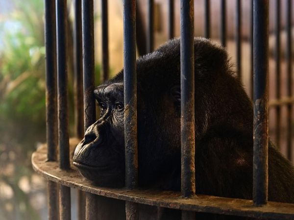 Potret Gorila Paling Kesepian di Dunia, Terkurung 34 Tahun di Mal Bangkok