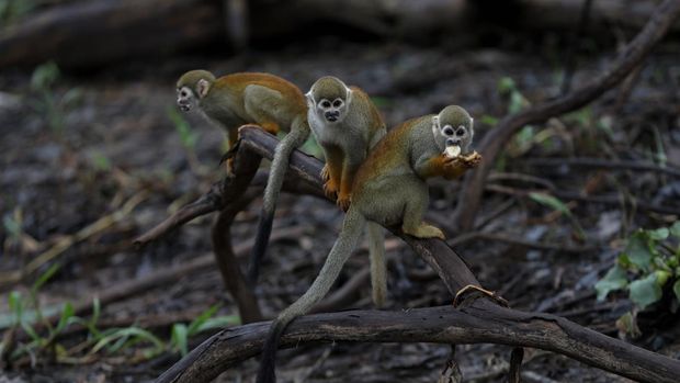 Primata mungil seukuran kepalan tangan orang dewasa yang berebut potongan pisang di hutan Amazon, Brasil