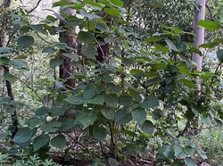 Puluhan Orang di Australia Masuk Rumah Sakit Gegara Pohon Ini