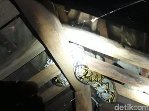 Damkar Evakuasi Sanca Besar di Plafon Rumah Warga Cilincing