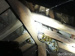 Damkar Evakuasi Sanca Besar di Plafon Rumah Warga Cilincing