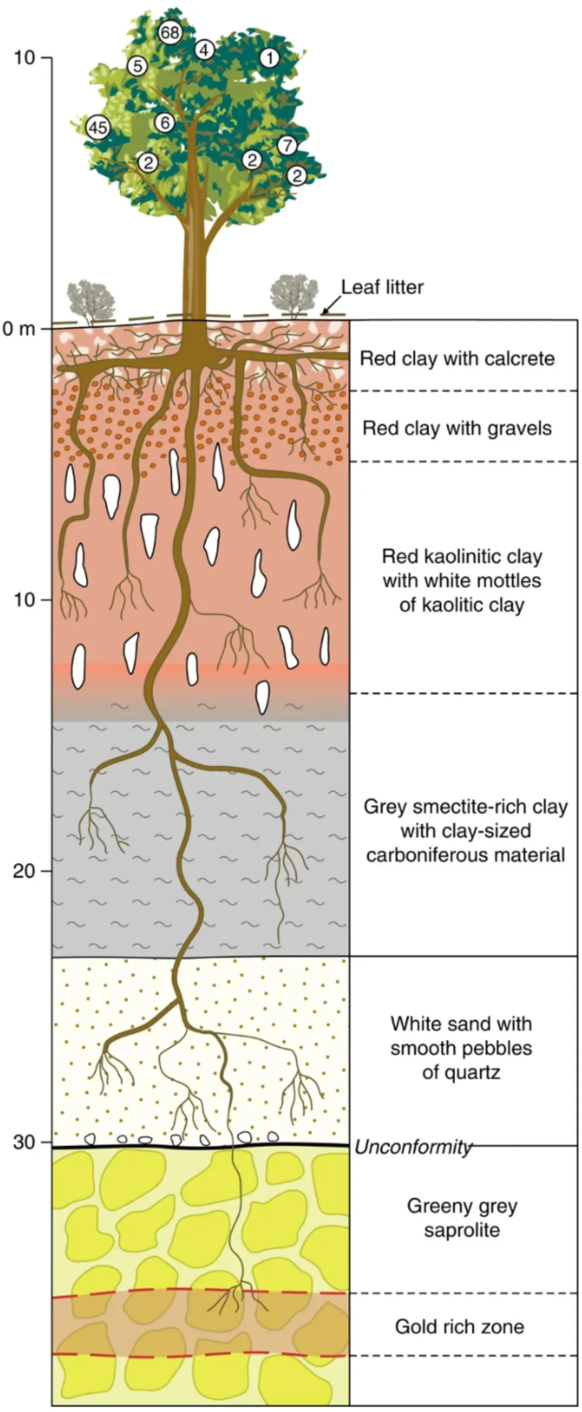 Dari diagram ini, akar pohon eucalyptus diposisikan secara unik di kedalaman tempat emas bersembunyi.