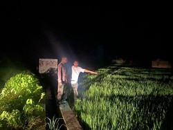 Warga Tewas Disambar Petir, Keluar Asap dari Tubuh