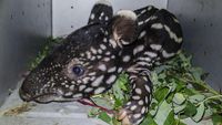 Penampakan Bayi Tapir yang Diselamatkan dari Lubang di Riau