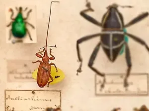 Hewan Apa yang Memiliki Kepala Terbesar?