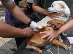 Vaksinasi Rabies Anjing di Denpasar Belum Capai Setengah dari Populasi Vaksinasi Rabies Anjing di Denpasar Belum Capai Setengah dari Populasi
