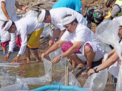 Perayaan Tumpek Uye, 20 Ribu Ikan Nila Ditebar di Bendungan Danu Kerti