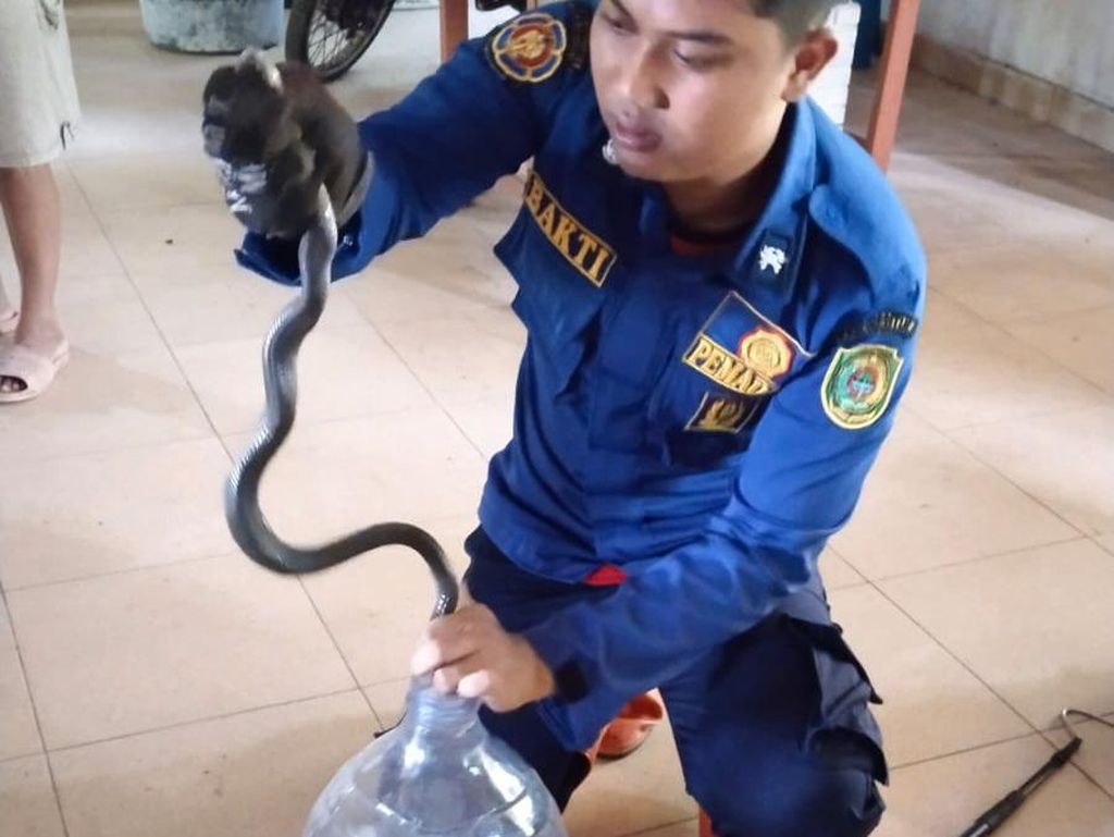 Hii! Ular Kobra Jawa Ngumpet di Rumah Warga Parangtritis Bantul Hii! Ular Kobra Jawa Ngumpet di Rumah Warga Parangtritis Bantul