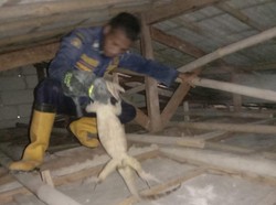 Biawak Nongol di Plafon Rumah Warga Bojonggede, Proses Evakuasinya 4 Jam