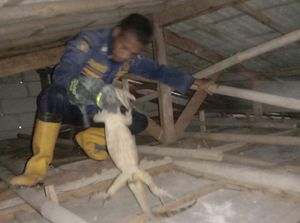 Biawak Nongol di Plafon Rumah Warga Bojonggede, Proses Evakuasinya 4 Jam Biawak Nongol di Plafon Rumah Warga Bojonggede, Proses Evakuasinya 4 Jam