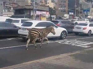 Pemandangan Unik Zebra Lepas Berlarian di Tengah Ibu Kota Korsel